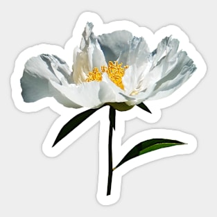 White Poppy Profile Sticker